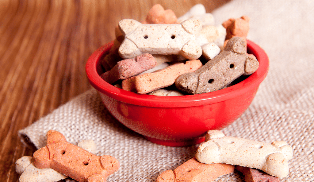 What Treats You Should Never Give Your Dog